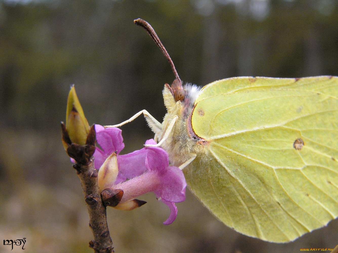 gonepteryx, rhamni, , 